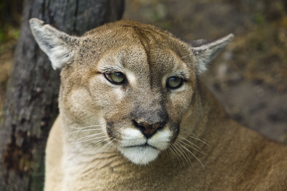 Cougar #88