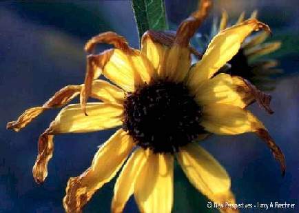 Autumn Sunflower