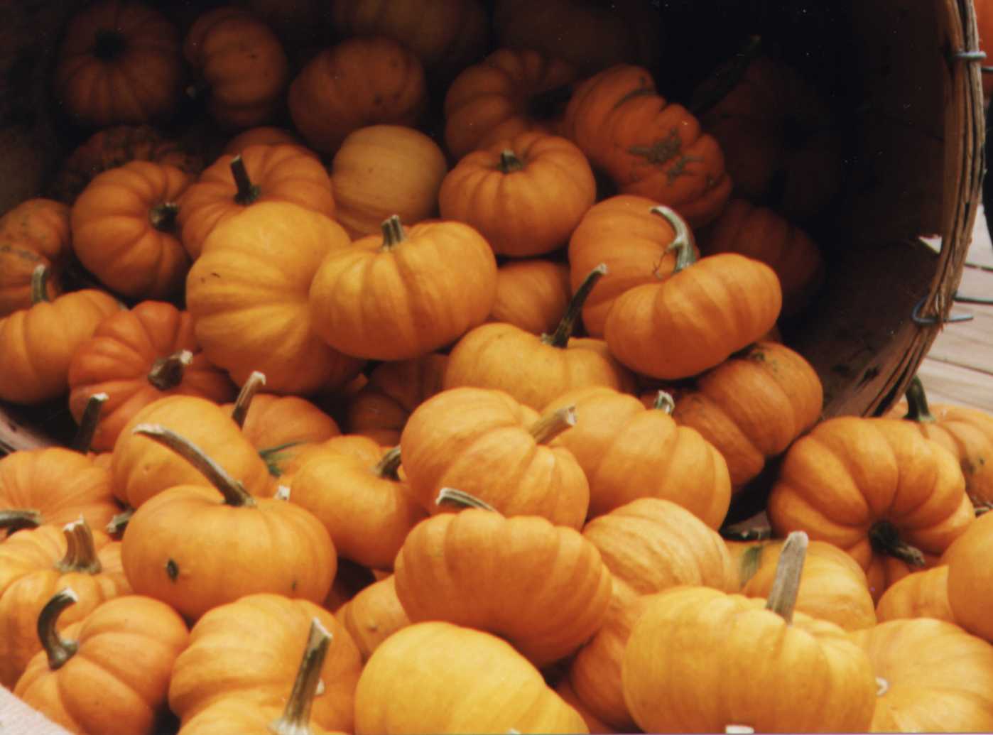 Mini-Pumpkins