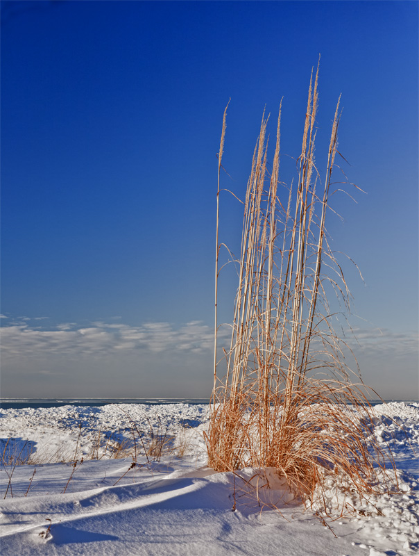 Winter Dune Grass