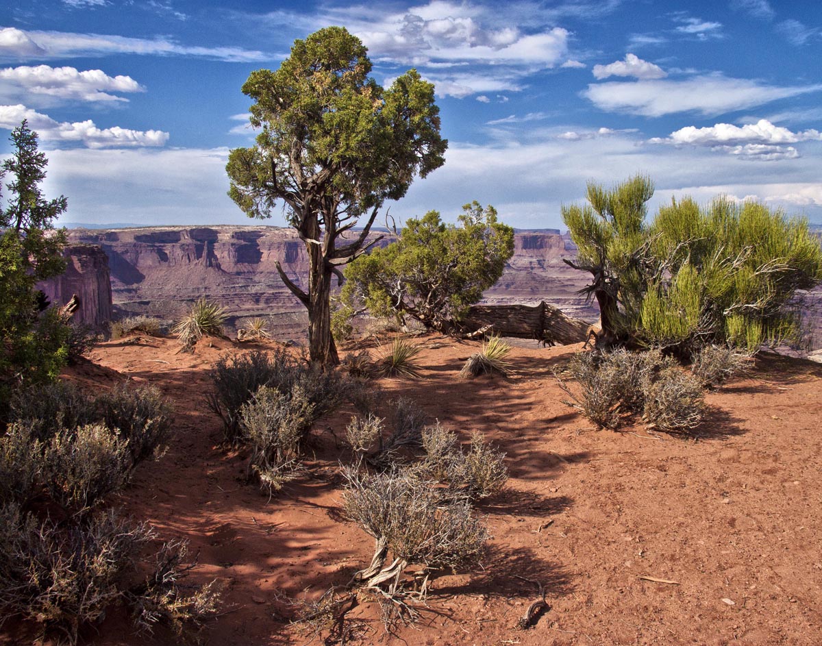 Canyon Tree View