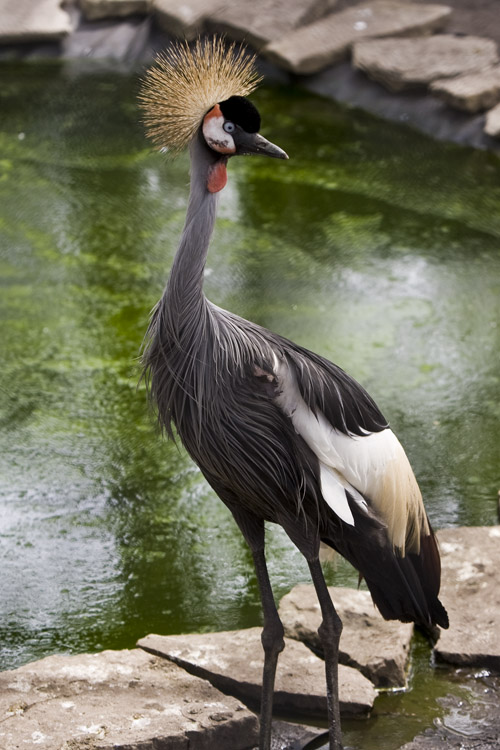 African Crowed Crane #111