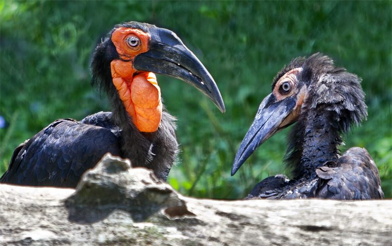 African Ground Hornbill #115