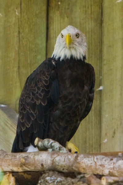 Bald Eagle #11