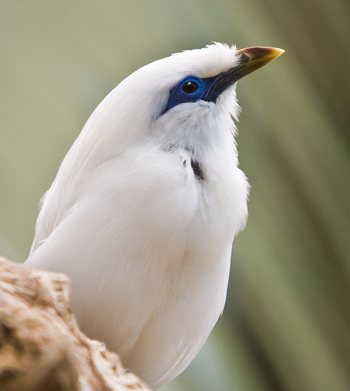 Bali Mynah #183