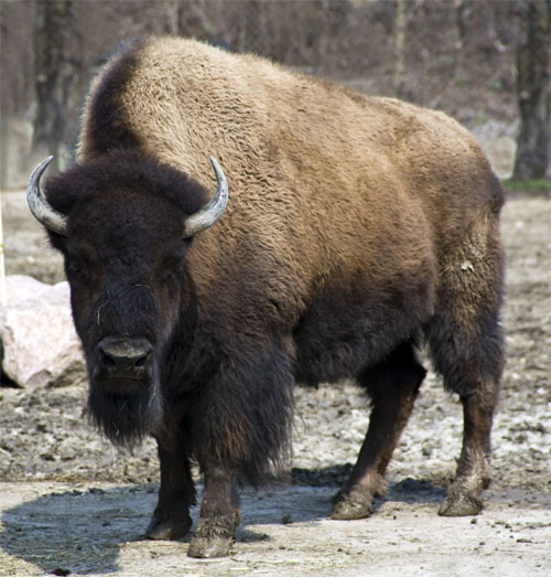 Bison #09