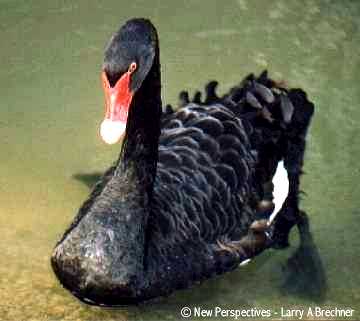 Black Swan