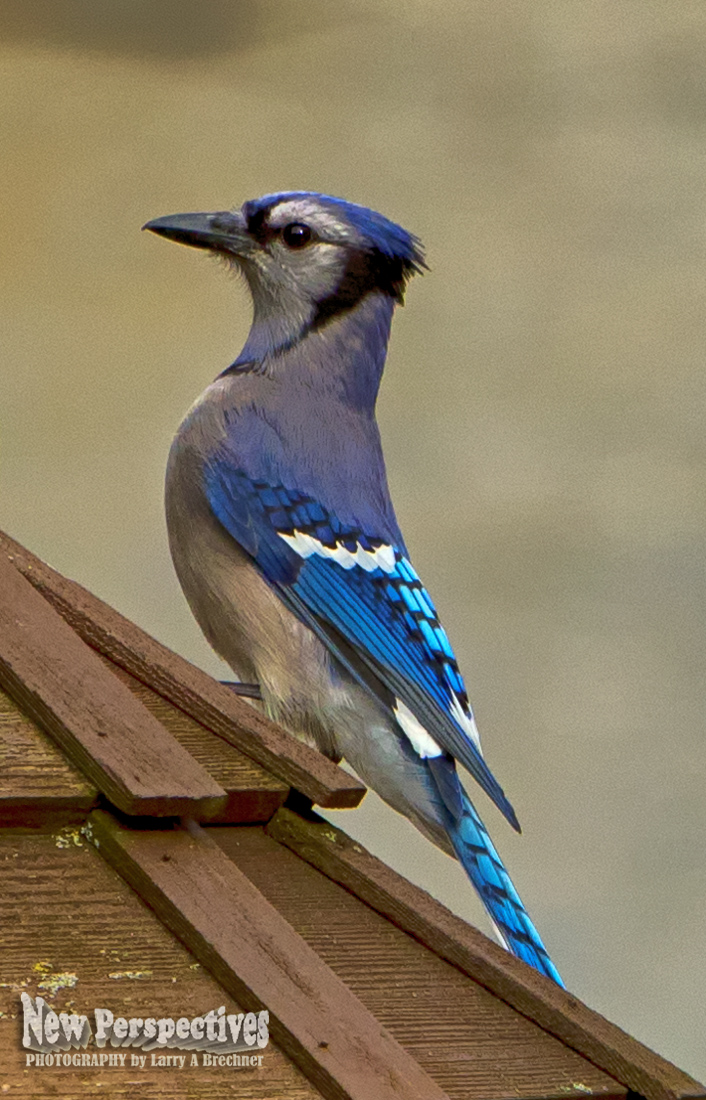 BlueJay #68