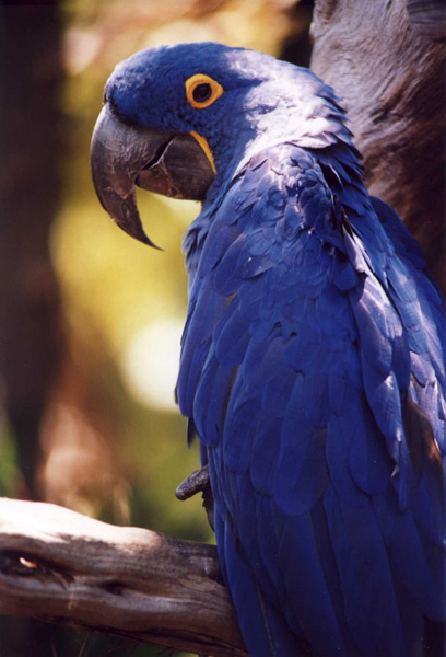 Blue Parrot