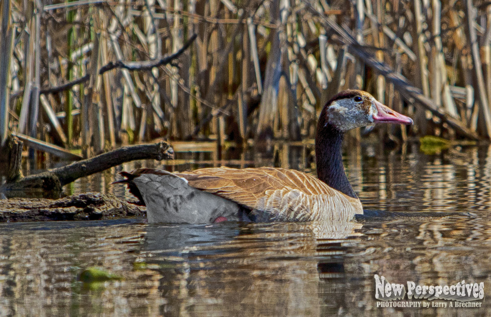 Goose Hybrid #34a