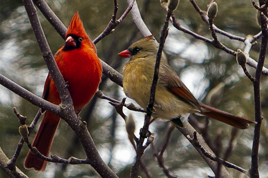 Cardinal composite