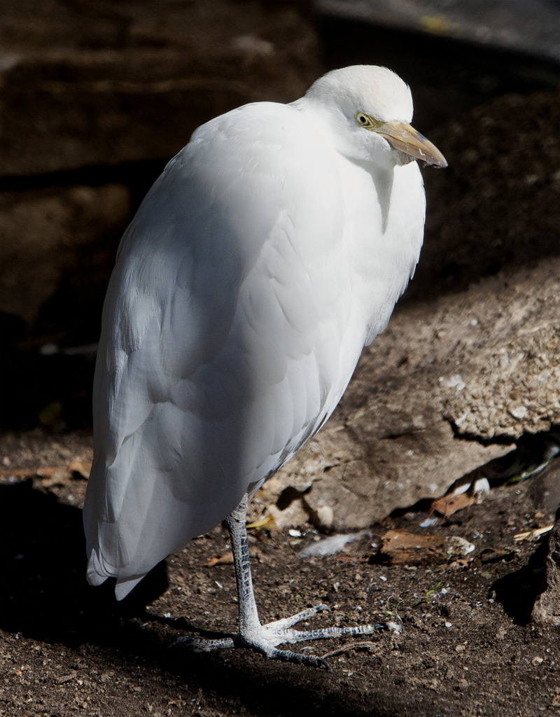 Cattle Egret #46