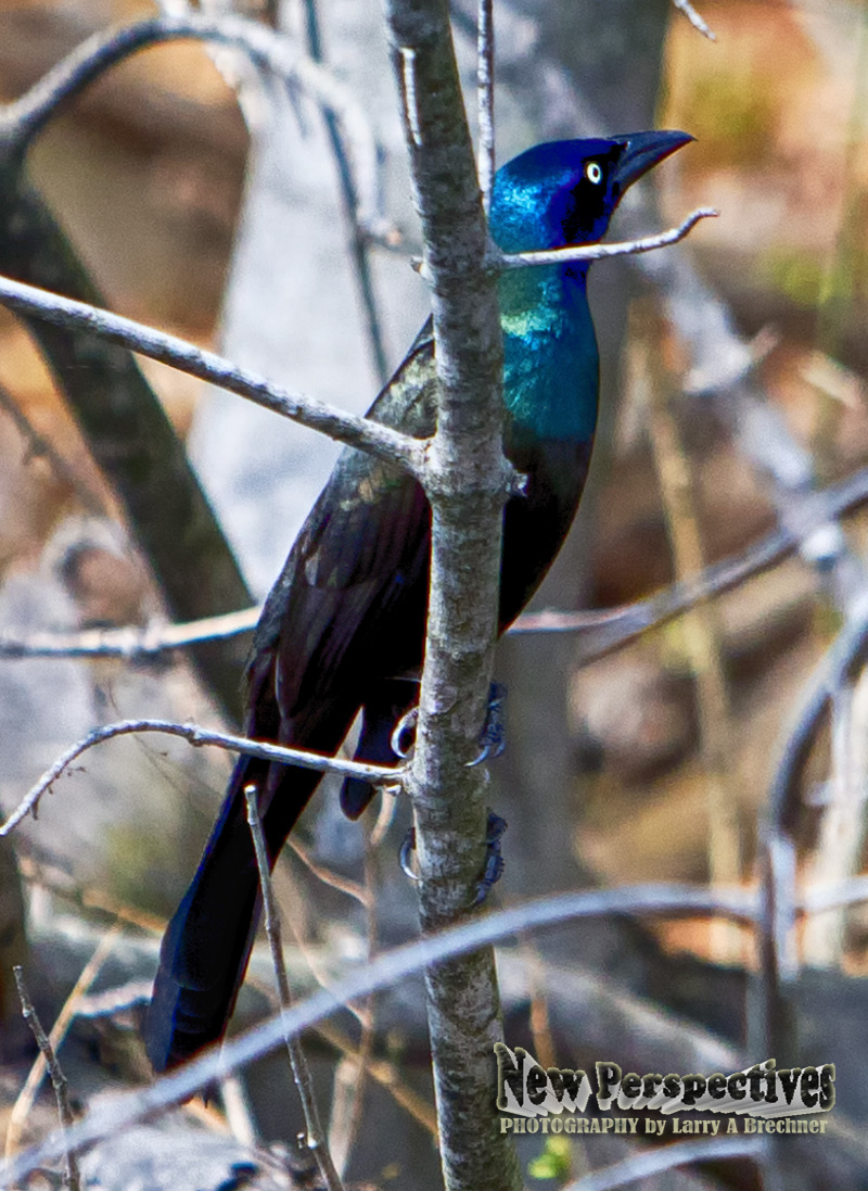 Common Grackle #86