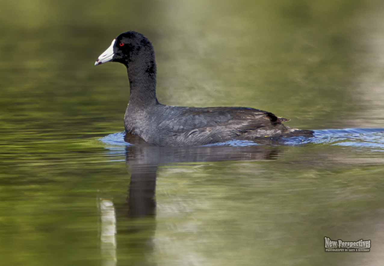 American Coot #33