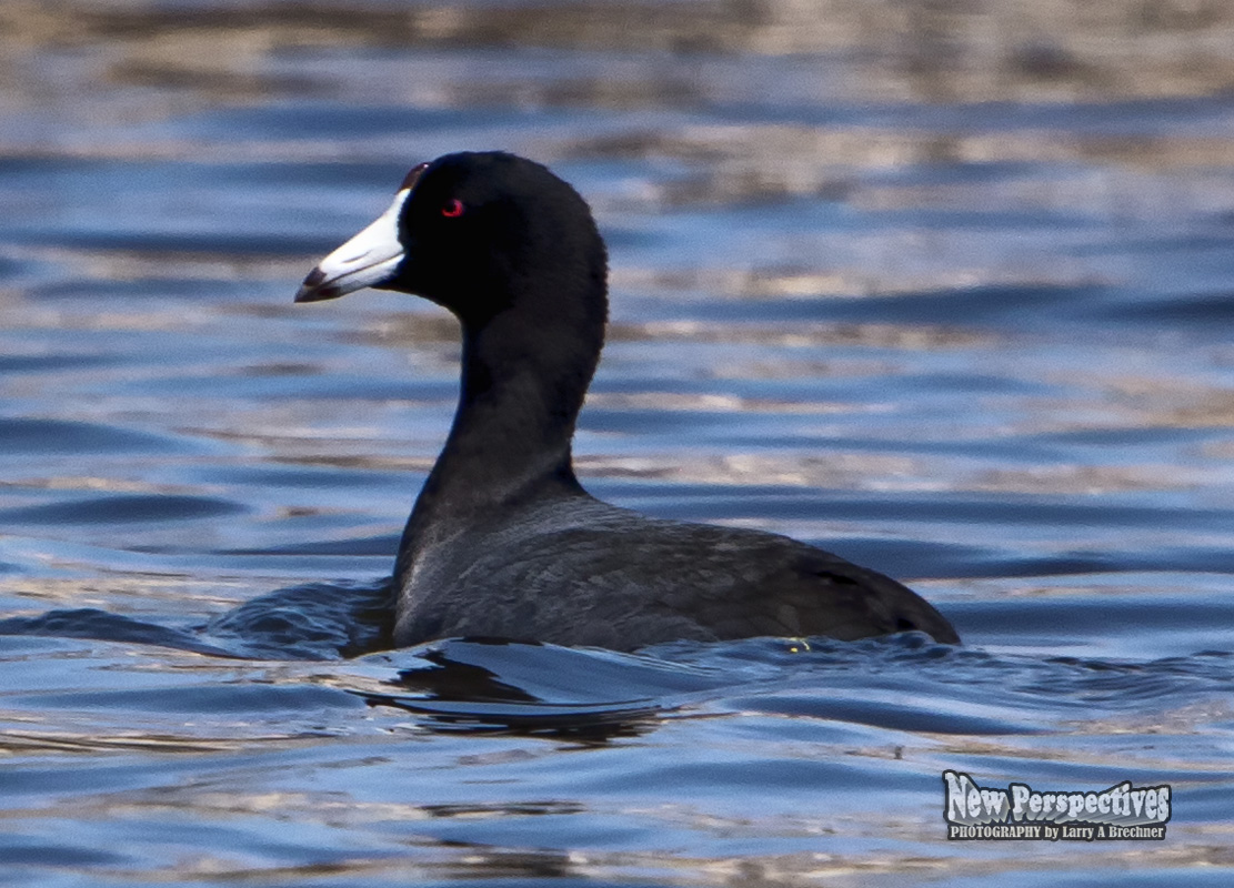 American Coot #43