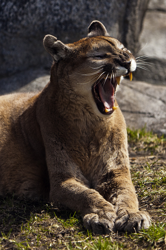 Cougar #223Pc