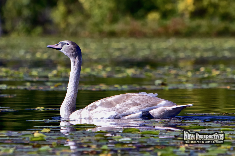 Cygnet #04