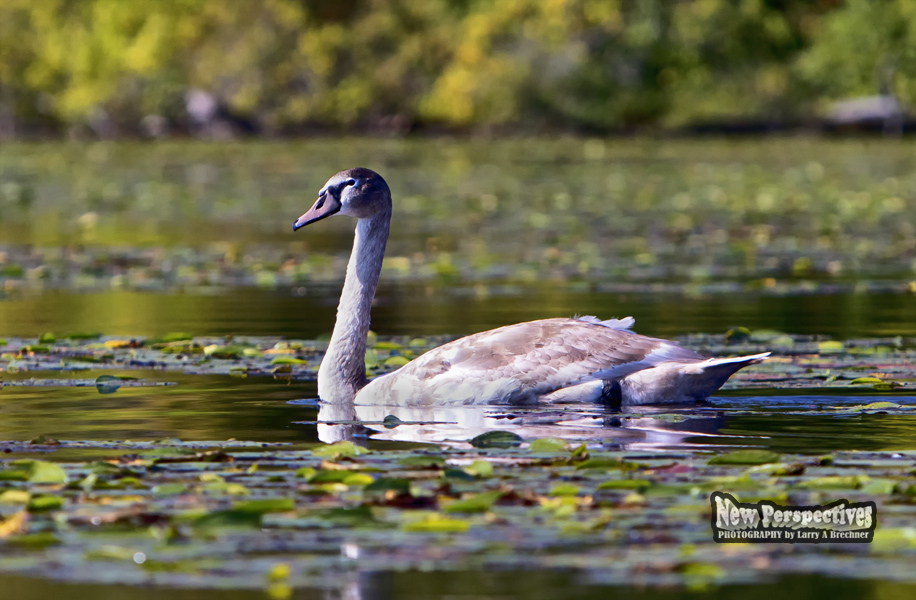 Cygnet #05