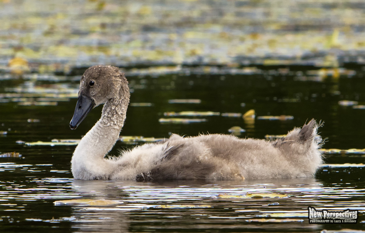 Cygnet #19