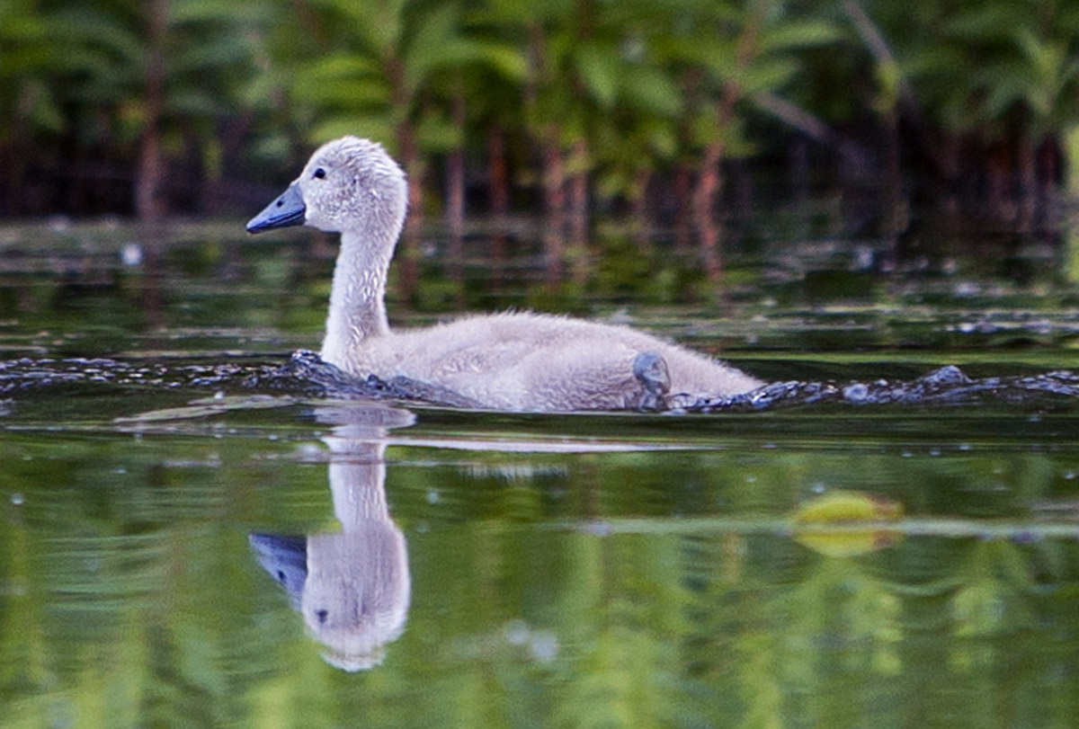 Cygnet #29