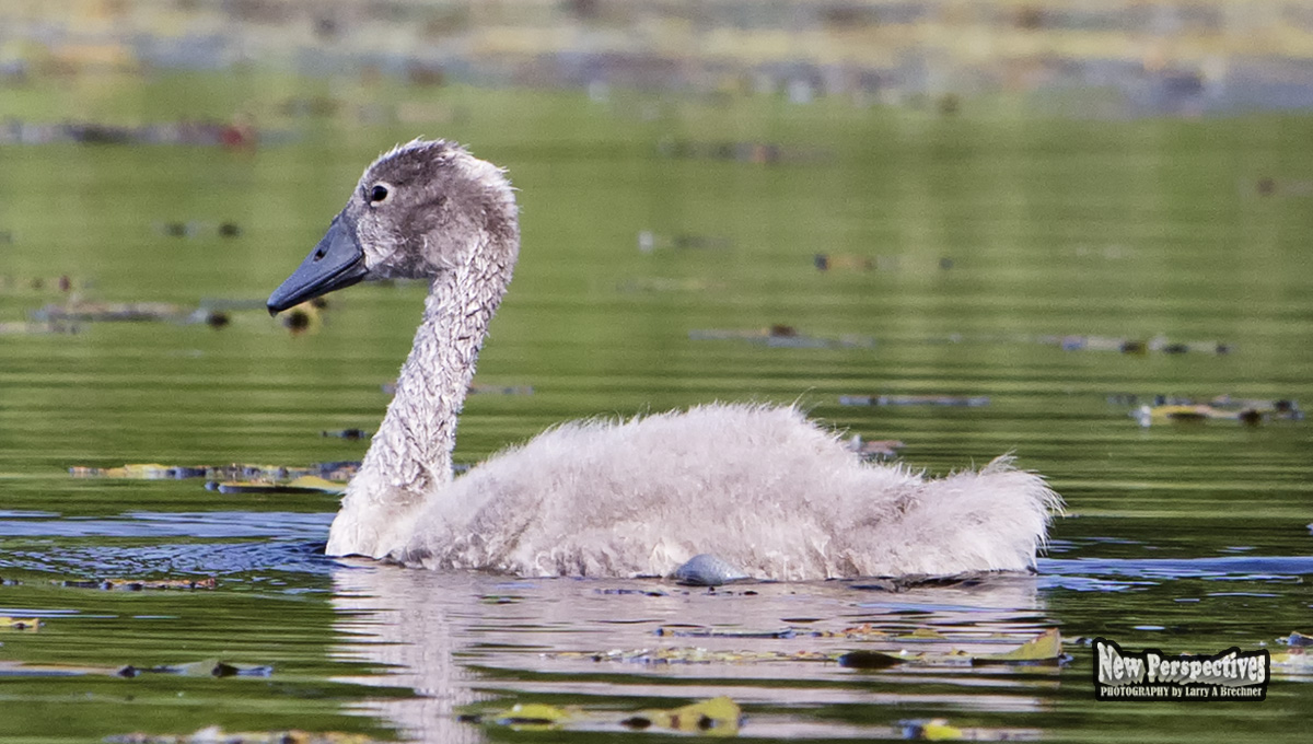 Cygnet #34