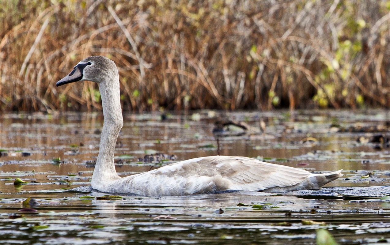 Cygnet #26