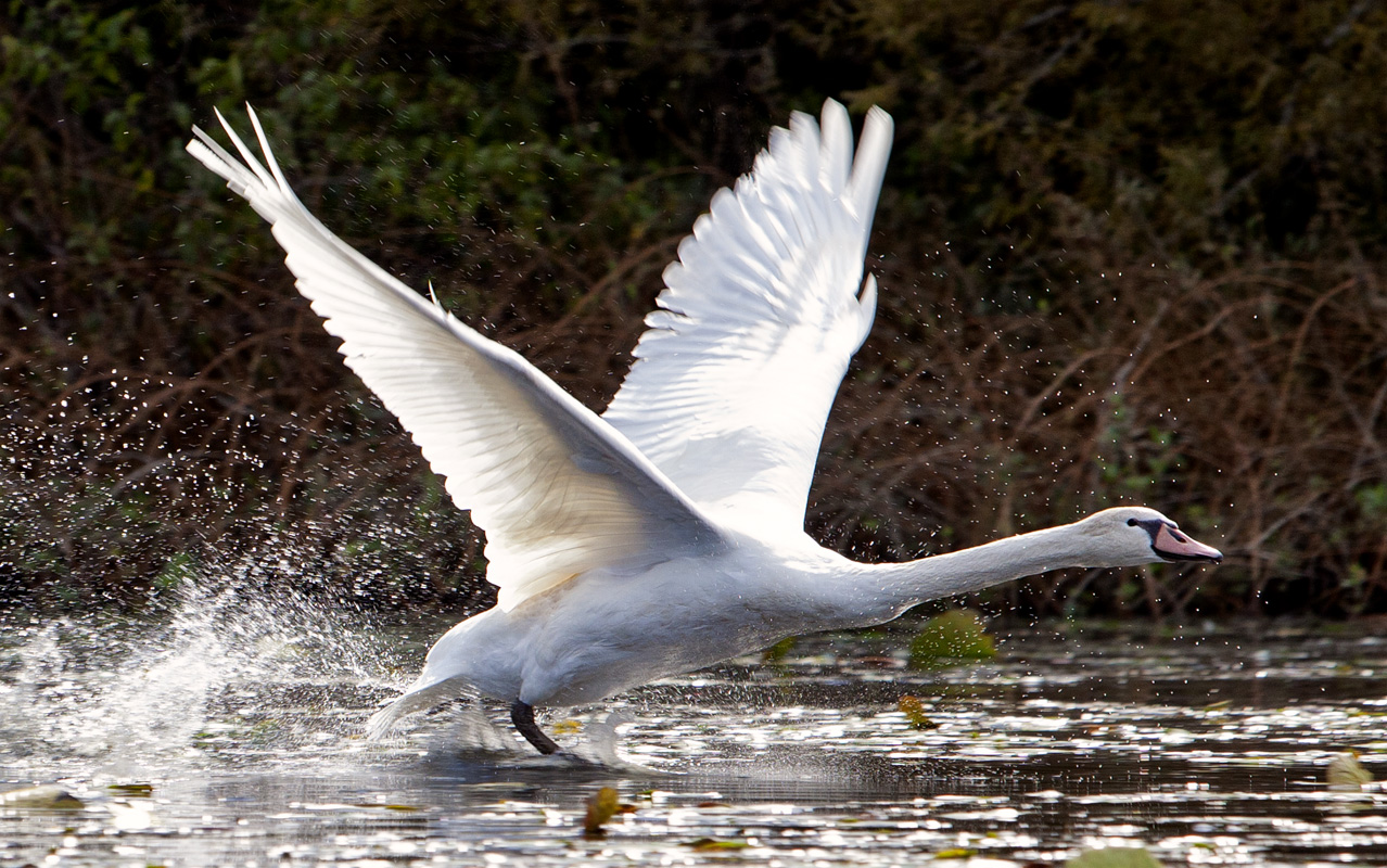 Cygnet-Takeoff #84