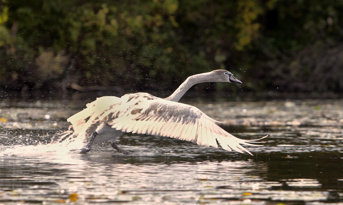 Cygnet-Takeoff #91