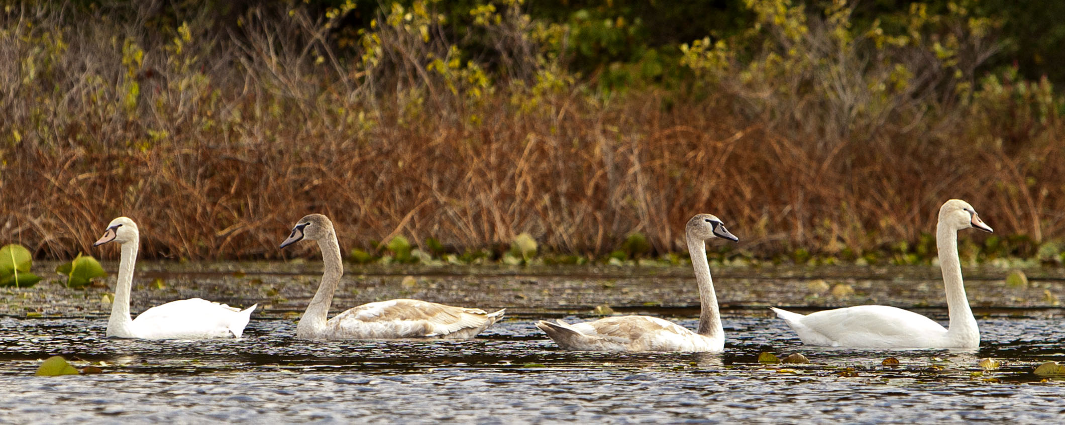 Cygnets #7