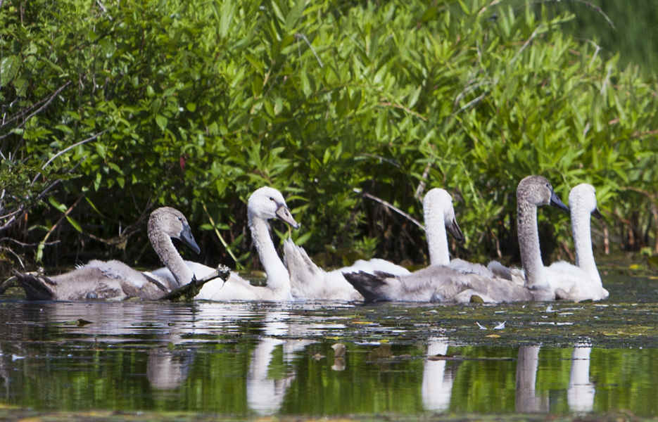 Cygnets #30