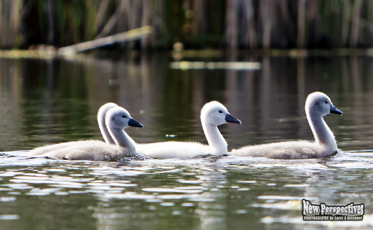 Cygnets #35