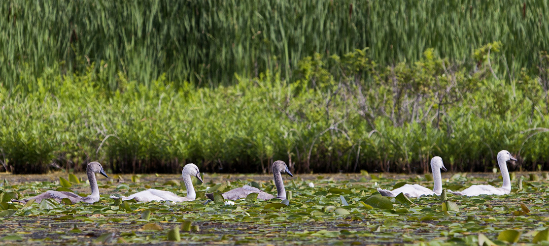 Cygnets #48