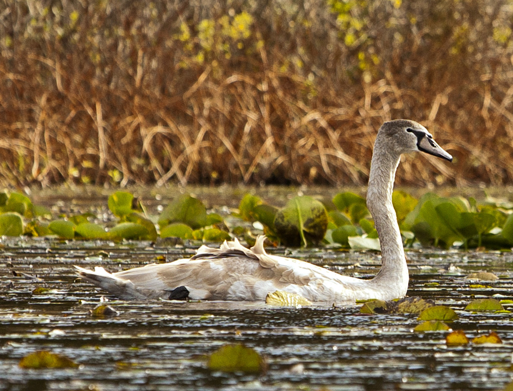 Cygnet #57c