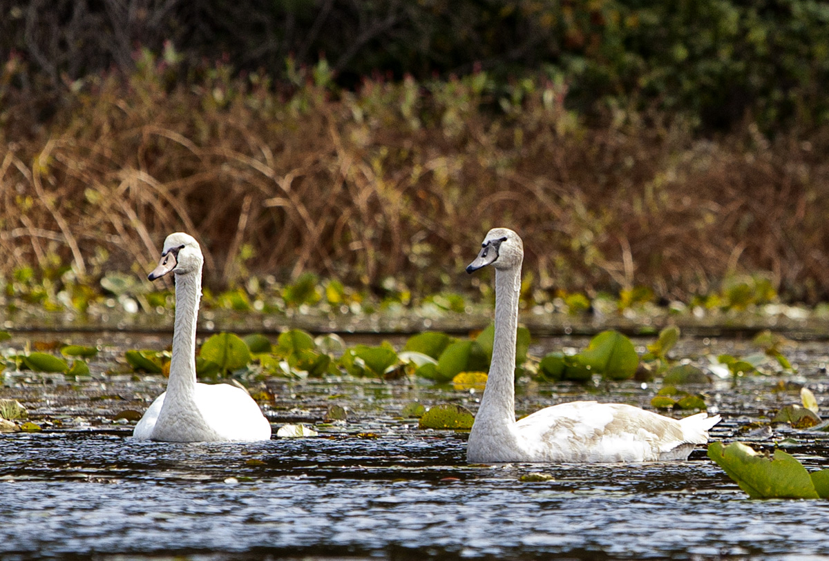 Cygnet #60c