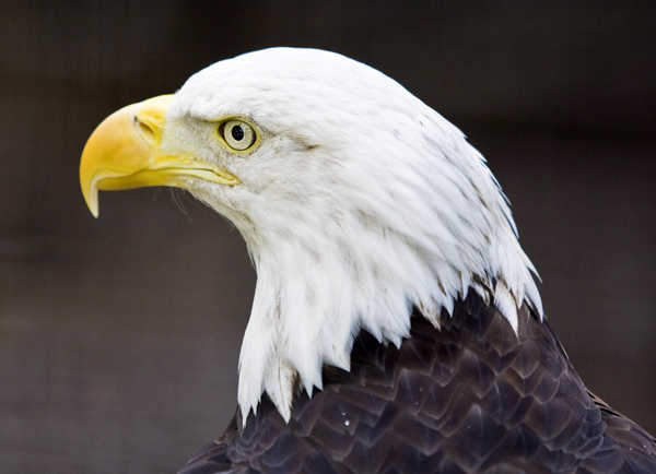 Aviary Exhibit