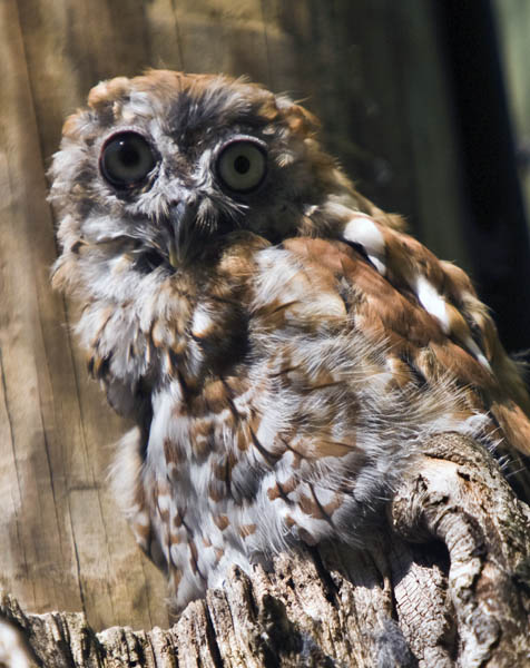 Eastern Screech Owl #123