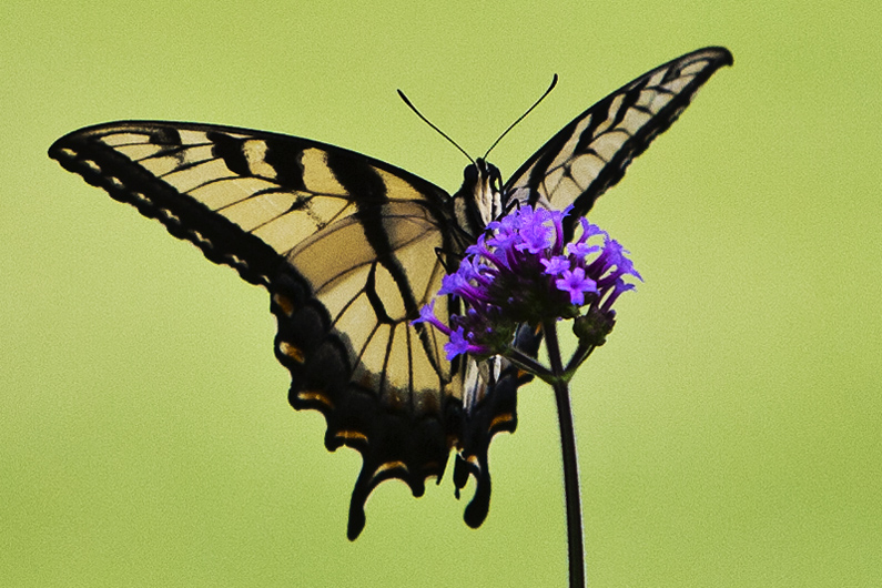 Eastern Swallowtail