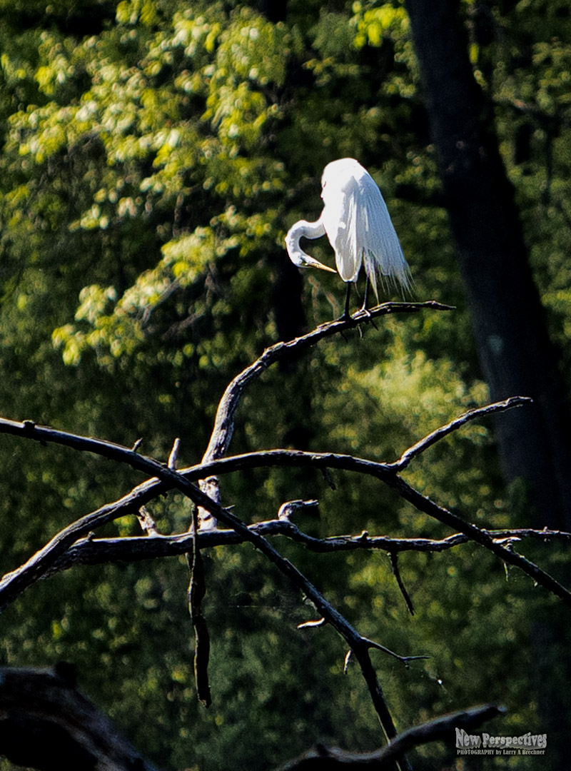 Egret #13