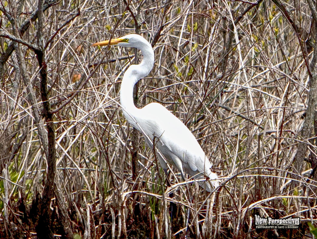 Egret #45