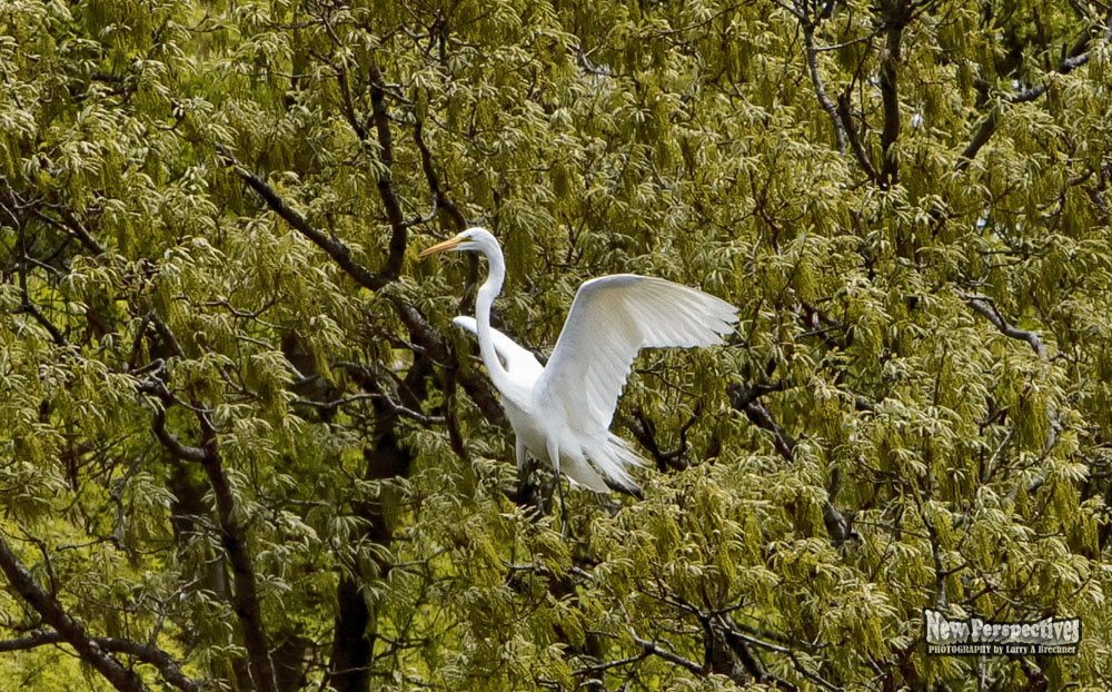 Egret #59