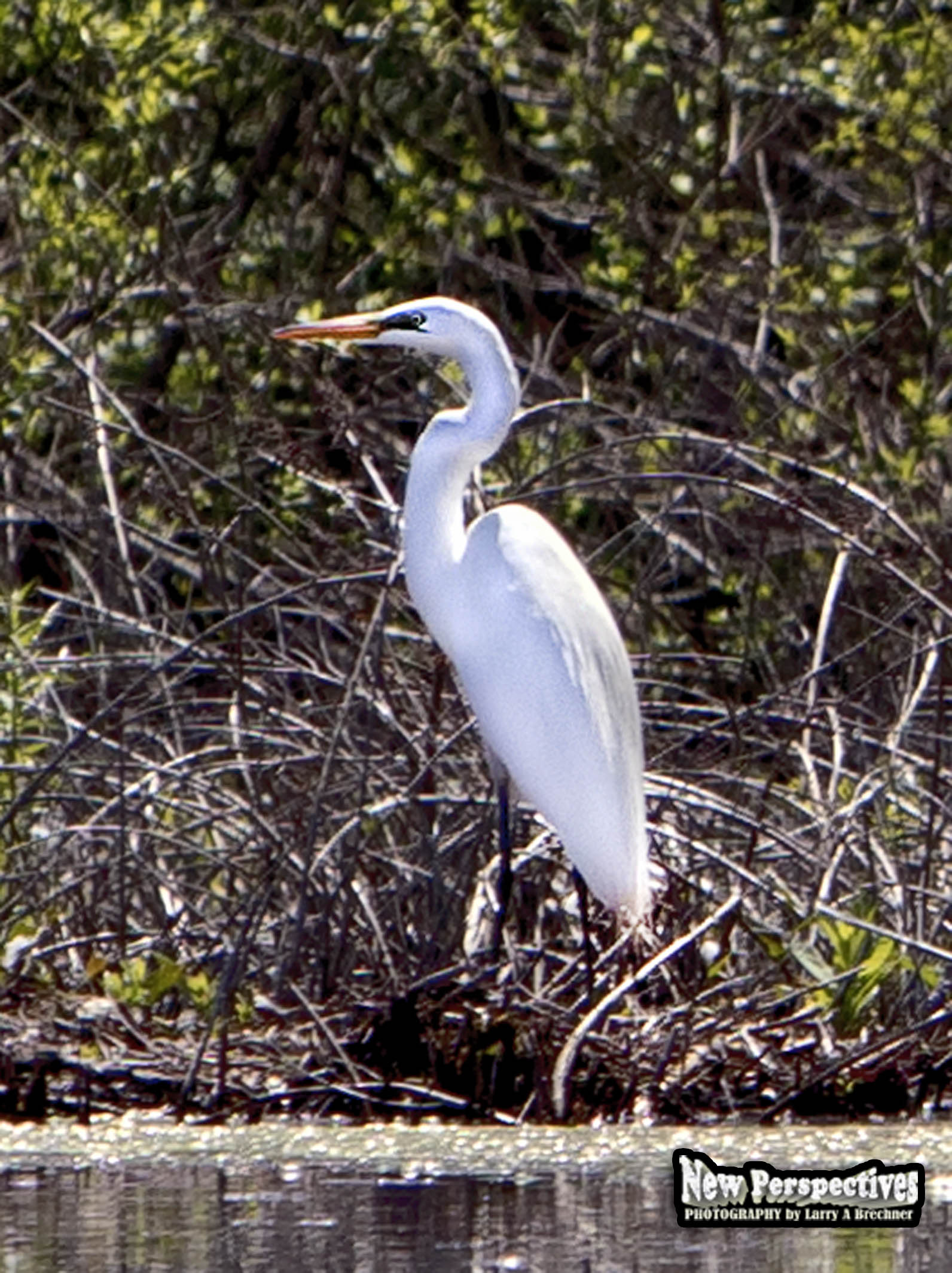 Egret #03