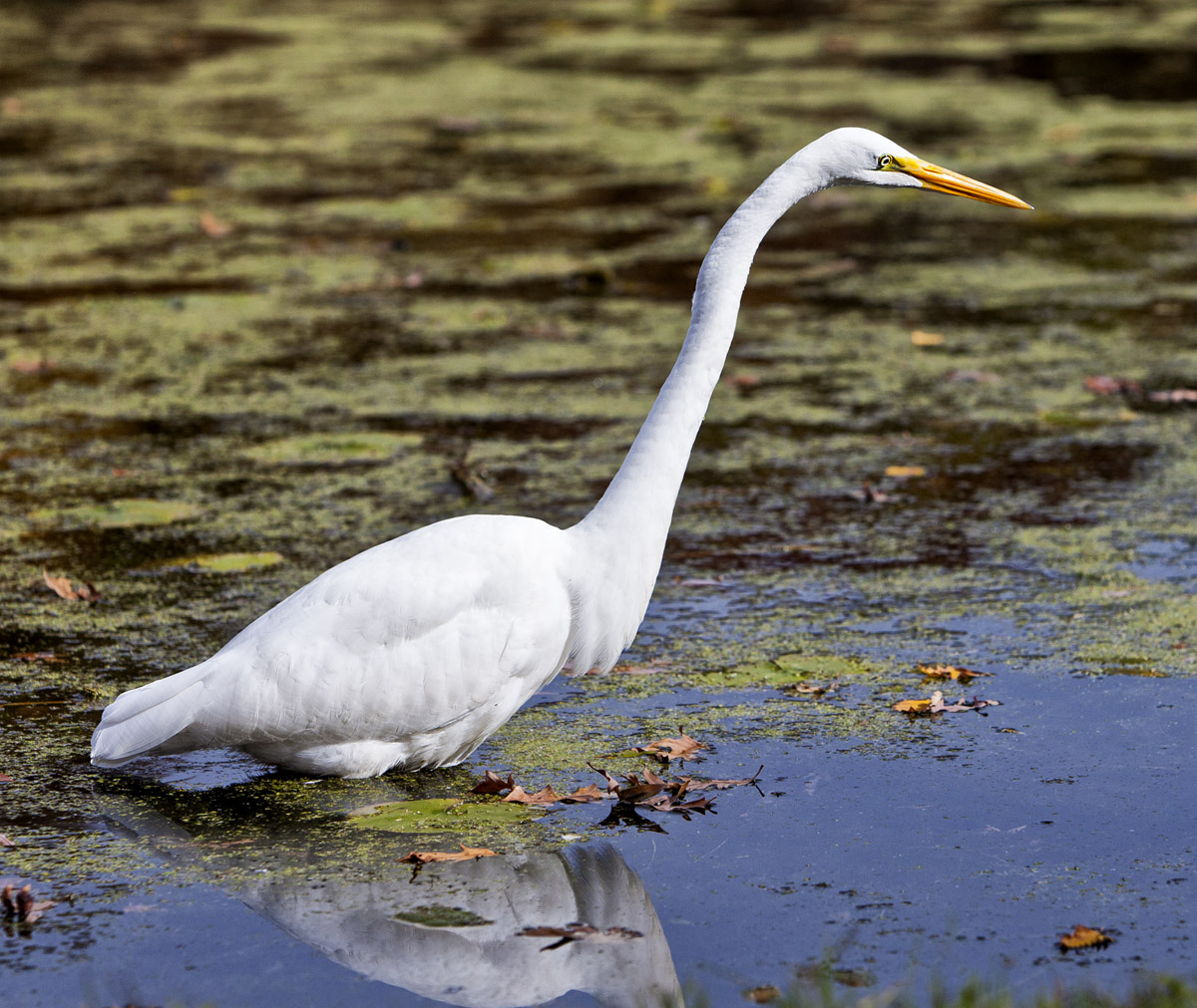 Egret #112c