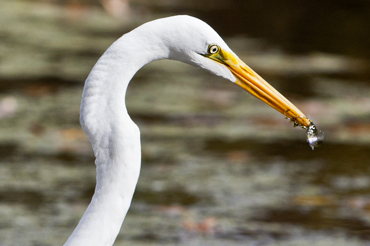 Egret "Lunchtime" #116c