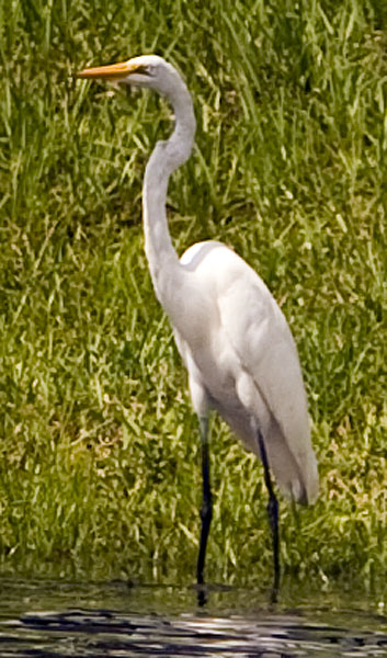 Egret #23