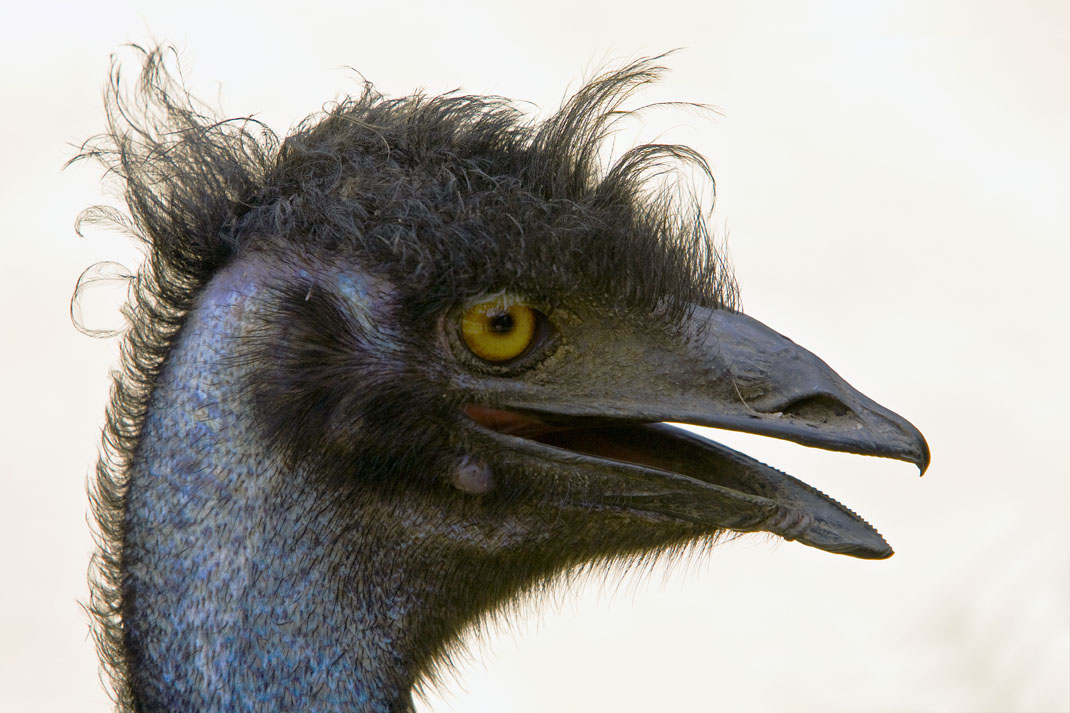 Emu #33