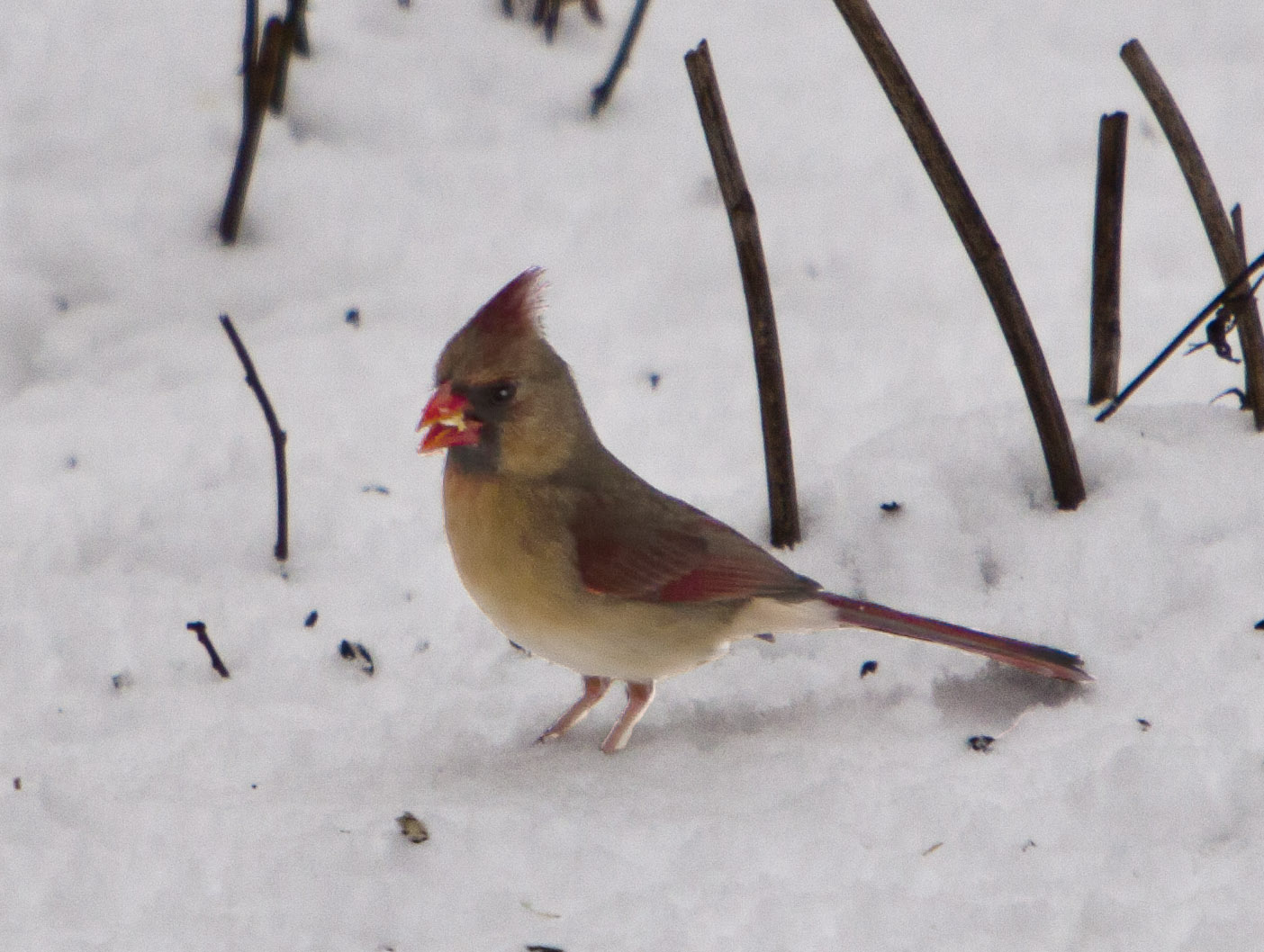 Lady Cardinal #38c