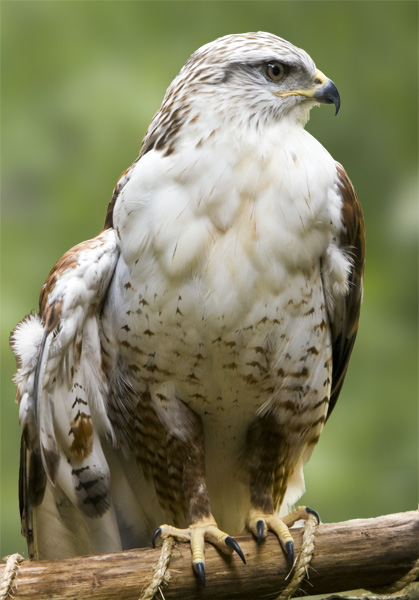 Ferruginous Hawk #156