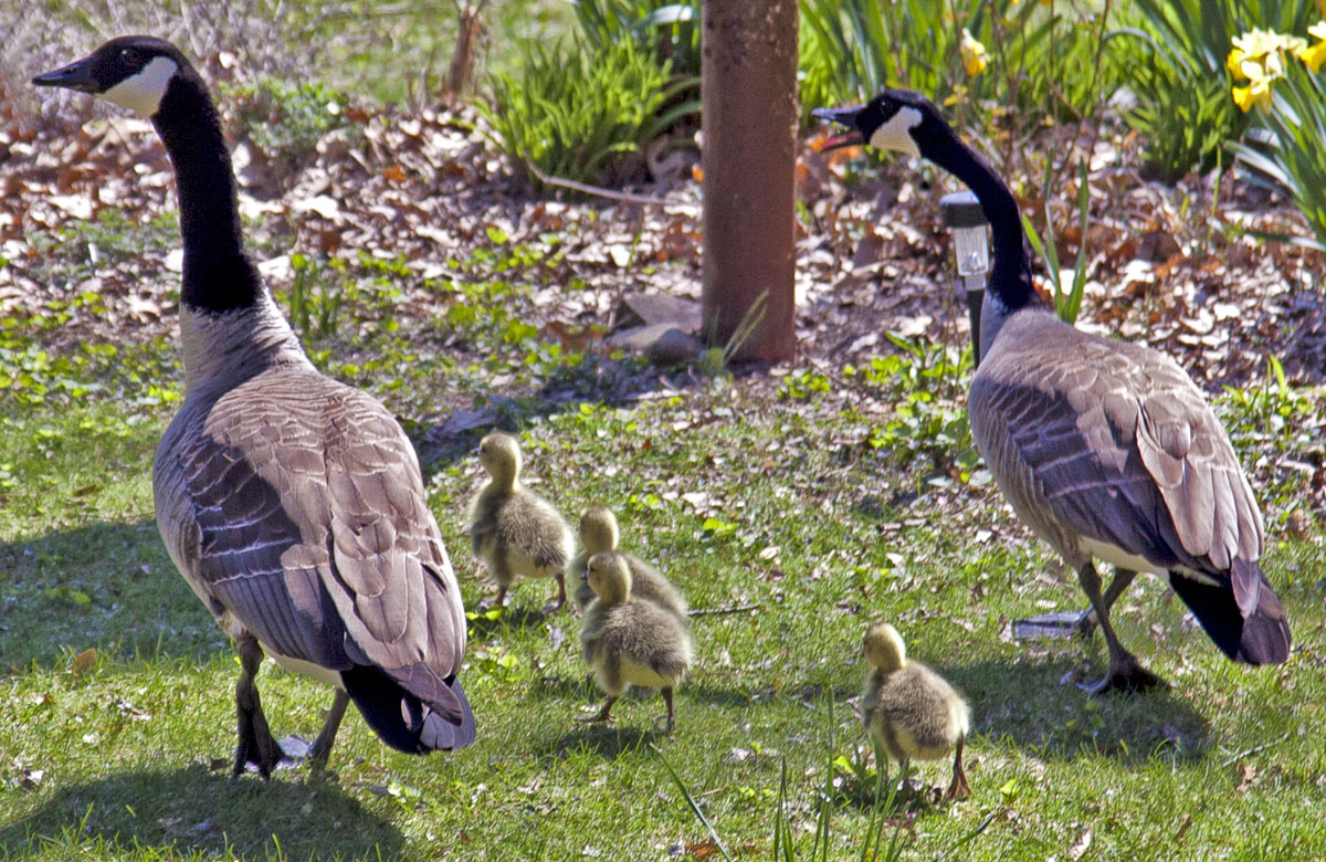 Goose Puppies #101