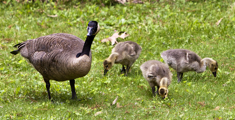 Goose Puppies #7