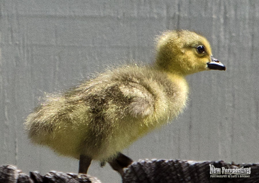 Gosling #05